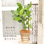 作品送料無料 観葉植物 フィカス アルテシマ サスティナブルナチュラルバスケット 高さ100cm ゴムの木 育てやすい