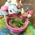 作品受注生産　鉢のきのシタくん🍄(鉢の縁にはめられるよ！)