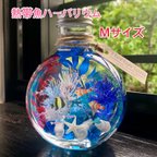 作品熱帯魚ハーバリウム  ネコ瓶  Mサイズ  C 【注文制作】