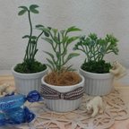 作品３コセット❤ちいさな植物❤どこでもココット