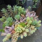 作品多肉植物 水色のショッピングバスケットの寄せ植え