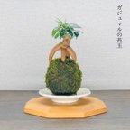 作品(送料無料)ガジュマルの苔玉『個性的な形がとっても人気』