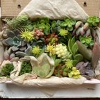 作品多肉植物　カット苗　セット　色どりいろいろ　詰め合わせ　寄せ植え　