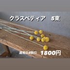 作品クラスペティア　5束売り