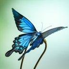 作品オオルリアゲハの簪　かんざし　蝶