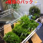 作品【個数限定】プレミアム苔パック（テラリウム用）