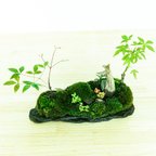 作品苔　苔島　苔テラリウム　苔盆栽苔盆景　苔育　苔孔雀舞う