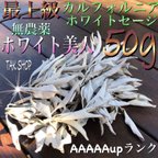 作品最上級 カルフォルニアホワイトセージ 50gプレゼント付✴︎箱にて発送