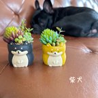 作品柴犬　ミニグリーン寄せ植え　フェイク　造花　多肉寄せ植え