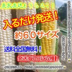 作品甘い農家直送とうもろこし約６０サイズ入るだけ