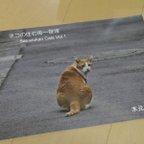 作品ネコの住む街～笹塚 Sasazukan Cats Vol.1写真展図録
