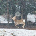 作品【送料無料】ポストカード／写真　子鹿と雪景色　5枚セット