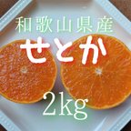 作品〔送料無料〕せとか 2kg 和歌山