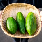 作品注目の野菜！ 〜NEW RICH MIYAZAKI GREEN PAPAYA（2kg）〜