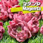 作品新入荷 大人気 多肉植物 エケベリア マゲンタ(Magenta)  超美苗 レア種