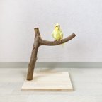 作品【流木の止まり木】鳥 インコ しっかり太めの枝で大きめインコにも！