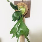 作品【No005】❨ダイナミック感溢れるプラティセリウムの板付❩ビカクシダ 観葉植物