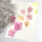 作品【送料無料】アルコールインクアート インテリア ポスター《nuanceflower fruitycolors》