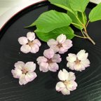 作品陽光桜 ドライフラワー 花材