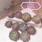 作品ゴールドオータム 韓国苗 多肉植物