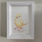 作品原画　セキセイインコさん