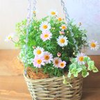 作品❁マーガレットのバスケット　おしゃれなお花の寄せ植え　贈り物にも　吊り下げる寄せ植え