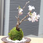 作品一重咲き【吉野桜（よしのざくら）の苔玉・くらま岩器セット】さくらサクラ