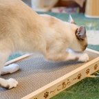 作品(ワイド) 猫の爪とぎケース★名入れ無料★ダイソー爪とぎ付き★国産杉木使用★手つくり