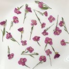 作品小花の押し花　押し花アート対応　マゼンダ　ピンク　花材　素材