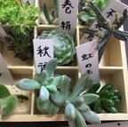 作品多肉植物9種類