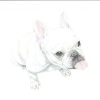 作品"French Bulldog"　フレンチブルドッグ　絵画