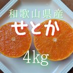 作品〔送料無料〕せとか 4kg　和歌山