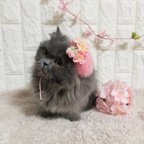 作品【受注制作】桜きらふわベレー帽🌸猫、小型犬用