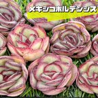 作品新入荷 大人気 多肉植物 エケベリア メキシコポルデンシス  超美苗 レア種