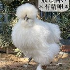 作品東京烏骨鶏 烏骨鶏 ２０個 有精卵 放し飼い ふわふわ もこもこ 送料無料