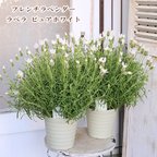 作品🌺花鉢 フレンチラベンダー ラベラ ピュアホワイト 5号(15cm) 高さ45cm 多年草 多花性 よく咲く 母の日 プレゼント