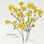 作品🌿初夏の野の花　キンポウゲ ＊ 押し花