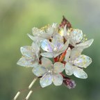 作品ぽん様専用ページ  山桜のかんざし　髪飾り  着物　ひな祭り 成人式 結婚式 卒業式　ディップアート 桜 かんざし