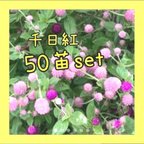 作品千日紅花苗  

完全無農薬

50本set