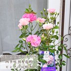 作品現品販売 🌺鉢花 バラ スプリングパル 5号 母の日 四季咲き 斑入り ピンク フロリバンダ
