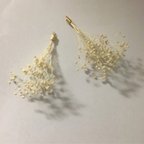 作品かすみ草のドライフラワーピアス/イヤリング 