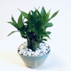 作品ハイドロカルチャー　キングバンブー　縁起の良い植物　小石原焼　陶器　観葉植物