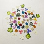 作品押し花素材　材料　163