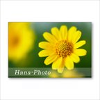 作品1556) 小さな黄色の花ダールベルグデージー　     ポストカード5枚組