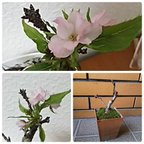 作品＊今だけ送料無料＊もうすぐ咲きます♪お部屋でお花見！ 一才桜 旭山桜 3.5号サイズ 1株 現品 山苔使用