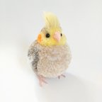 作品オカメインコ  シナモン   