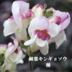 作品寒地・寒冷地向き　春まき花の種　銅葉キンギョソウ　ブロンズドラゴン　100粒