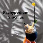 作品ちょこんと 可愛い パキポディウム グラキリス　ハンドメイド　ミニ　塊根植物　コーデックス　フィギュア　置物　ミニチュア　プレゼント