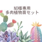 作品NO様専用＿多肉植物苗セット