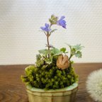 作品まめ苔　野うさぎの苔盆景